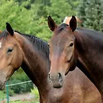 Szálloda Il Cavallino 3*