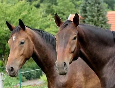 Szálloda Il Cavallino 3*